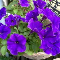 ペチュニア,寄植え,花のある暮らし,紫色の花,花と緑のある暮らしの画像