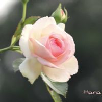 バラ,マイガーデン,料理,花が好き,ばら バラ 薔薇の画像