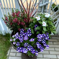 アンゲロニア,ニチニチソウ,ペチュニア,夏の庭,夏の花の画像