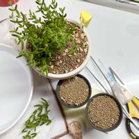 植え替え,ドロサンテマム ,珍奇植物,珍しい植物,粒々の画像