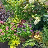 カシワバアジサイ,スモークツリー,ヒューケラ,紫陽花 ピンクアナベル,紫陽花ディープパープルの画像