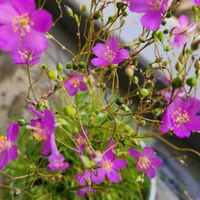 花壇,プランター,庭先,小さな庭の画像