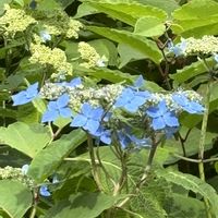 アヤメ,キキョウ,ヤマアジサイ✴︎,山野草,花のある暮らしの画像