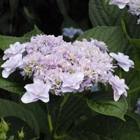 ウエディングブーケ,紫陽花 アジサイ あじさい,❀すず❀紫陽花の画像