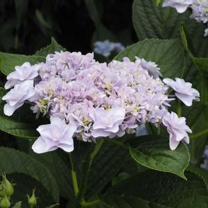 ウエディングブーケ,紫陽花 アジサイ あじさい,❀すず❀紫陽花の画像