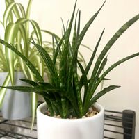 サンスベリア バキュラリス,サンセベリア,サンスべリア,観葉植物,植え替えの画像