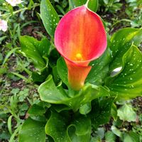 カラー,カラー,ギボウシ,ギボウシ,庭に咲いてるお花の画像