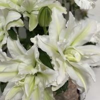 ユリ,八重咲きオリエンタルリリー アイシャ,ローズリリー アイシャ,アイシャ,切り花の画像
