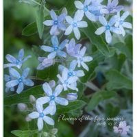 ブルースター,多年草,おうち園芸,小さな庭の画像