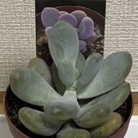 アロエ,エケベリア,多肉植物,パキフィツムの画像