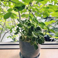 サボテン,多肉植物 寄せ植え,多肉植物いろいろ,アロマ ティカス,多肉植物の画像