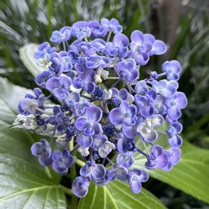 ガクアジサイ,紫陽花　墨田の花火,ウズアジサイ（オタフクアジサイ）,ウズアジサイ,オタフクアジサイの画像