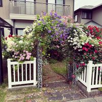 今日の一枚,花のある暮らし,今日のお花,庭の画像