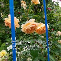 花のある暮らし,植中毒,楽しみ,薔薇愛同盟,宮城県の画像