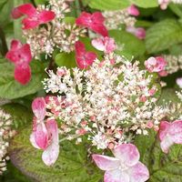 花のある暮らし,おうち園芸の画像