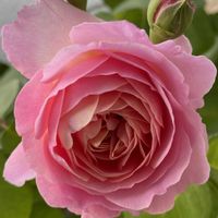 花のある暮らし,おうち園芸の画像