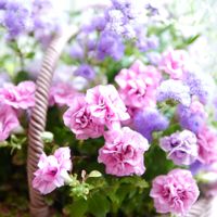 寄せ植え,ベランダガーデン,ガーデニング,ガーデン,ベランダガーデニングの画像