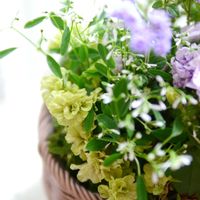 ペチュニア,寄せ植え,ベランダガーデン,ガーデニング,ガーデンの画像