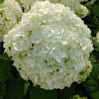 アナベルの画像