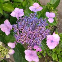 ガクアジサイの画像