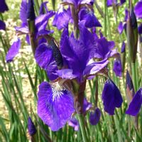 アヤメ,イチハツ,小石川植物園の画像