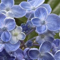 キキョウ,ウズアジサイ（オタフクアジサイ）,ウズアジサイ,ヒメアジサイ,紫陽花 アジサイ あじさいの画像