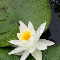 スイレン,日本庭園,姫路城,今日のお花,好古園の画像