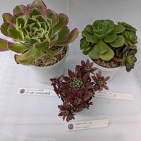 寄せ植え,多肉植物,葉挿し,リメ缶,多肉寄せ植えの画像