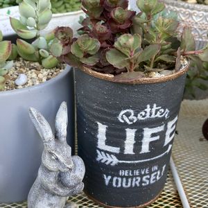 ペンデンス,星の王子,ドラゴンズ・ブラッド,リメ缶,多肉の寄せ植えの画像