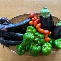 ピーマン,シュガープラム,キュウリ 夏すずみ,長茄子,千鳥草の画像