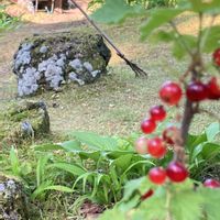 フサスグリ,日陰育ち,寒冷地,苔の庭,伐採その後の画像