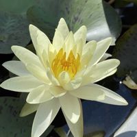 クチナシ,スイレン,ドドナエア,不思議,花のある暮らしの画像