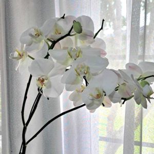 ハイビスカス,フウリンブッソウゲ,胡蝶蘭,花のある暮らし,リビング窓辺の画像