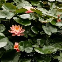 スイレン,いつも笑顔で過ごそう♡,大仙公園,GS皆様ありがとう,花友さんありがとうの画像