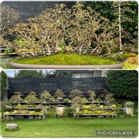盆栽,サツキ盆栽,剪定の画像