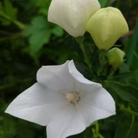 キキョウ,種まき,プランター栽培,家庭菜園,庭の画像