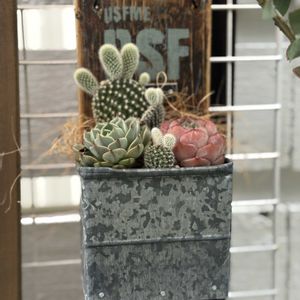 ジャンク,ジャンクガーデン,シャビーの画像