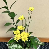 カーネーション,ドラセナ,マム,八手(やつで),出会いに感謝♡の画像