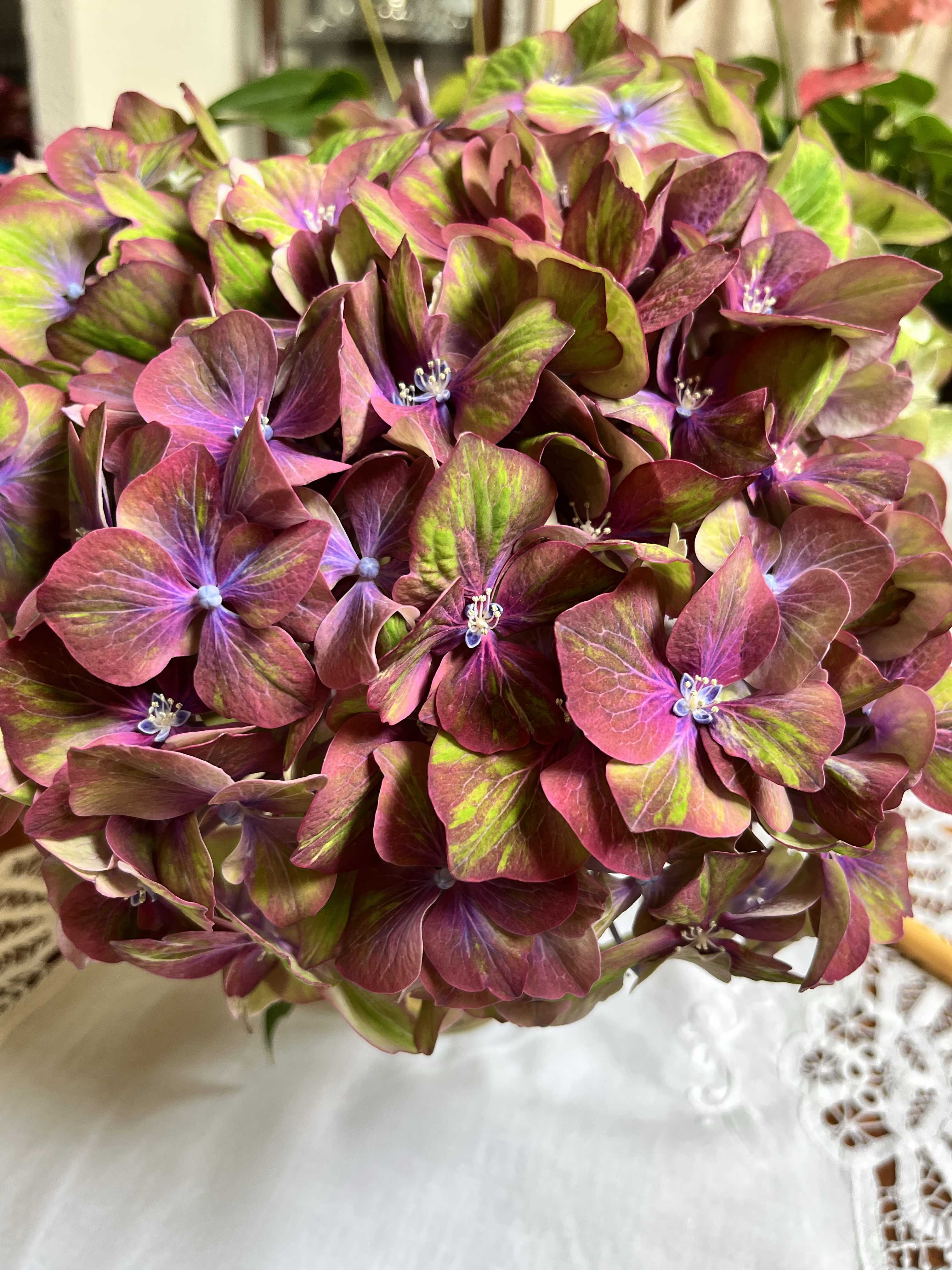 切り花輸入あじさいの一覧｜🍀GreenSnap（グリーンスナップ）