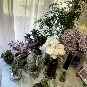 シマトネリコ,ガジュマル,トラディス・カンティア,多肉植物,癒しの画像