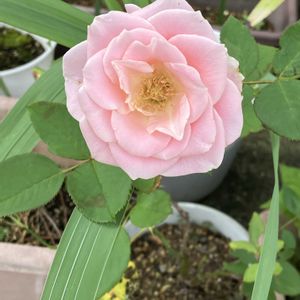 鉢植え,ガーデニング,成長記録,挿し木,お気に入り♡の画像