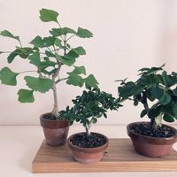 カリン,イチョウ,盆栽,鉢植え,実生の画像