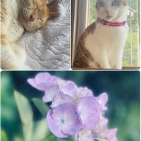 ベゴニア,メロン,紫陽花,南天,小エルの画像
