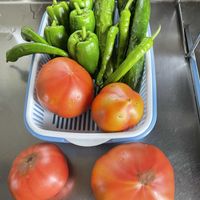 夏野菜,やればできる子,初めての家庭菜園,はじめての観葉植物,園芸沼の画像