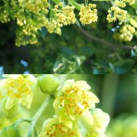 インドボダイジュ,ボダイジュ,花散歩,OLYMPUS,ミラーレス一眼の画像