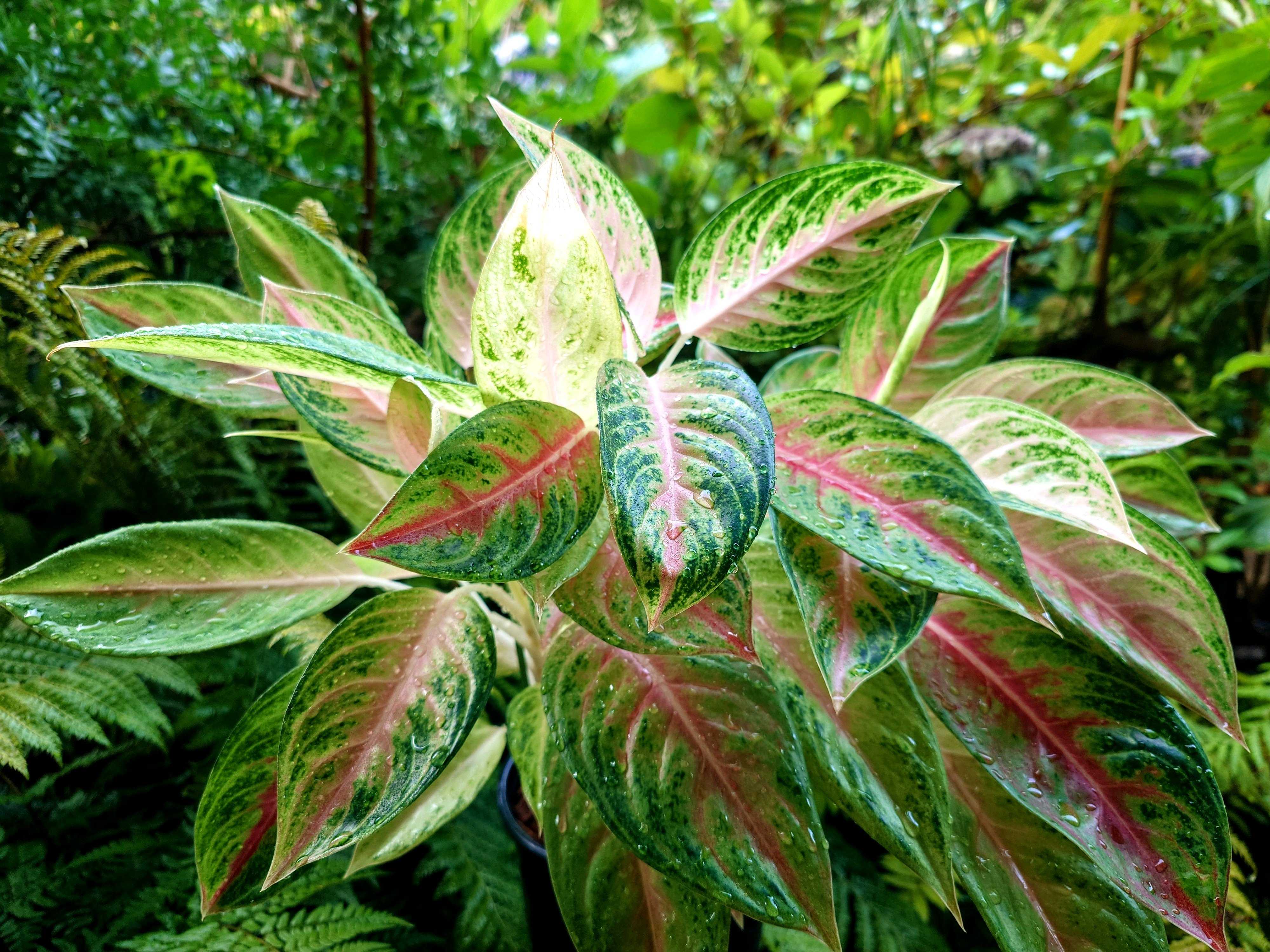 フィロデンドロン ジョーピーの一覧｜🍀GreenSnap（グリーンスナップ）