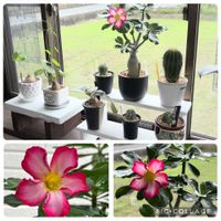 アデニウム オベスム,塊根植物,コーデックスの画像