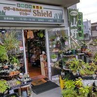 多肉植物,ウラボシ科,ビカクシダ属,食中植物,塊根の画像