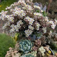 パープルヘイズ,多肉植物,多肉寄せ植え,ちまちま,紅葉した多肉の画像
