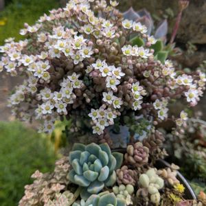 パープルヘイズ,多肉植物,多肉寄せ植え,ちまちま,紅葉した多肉の画像